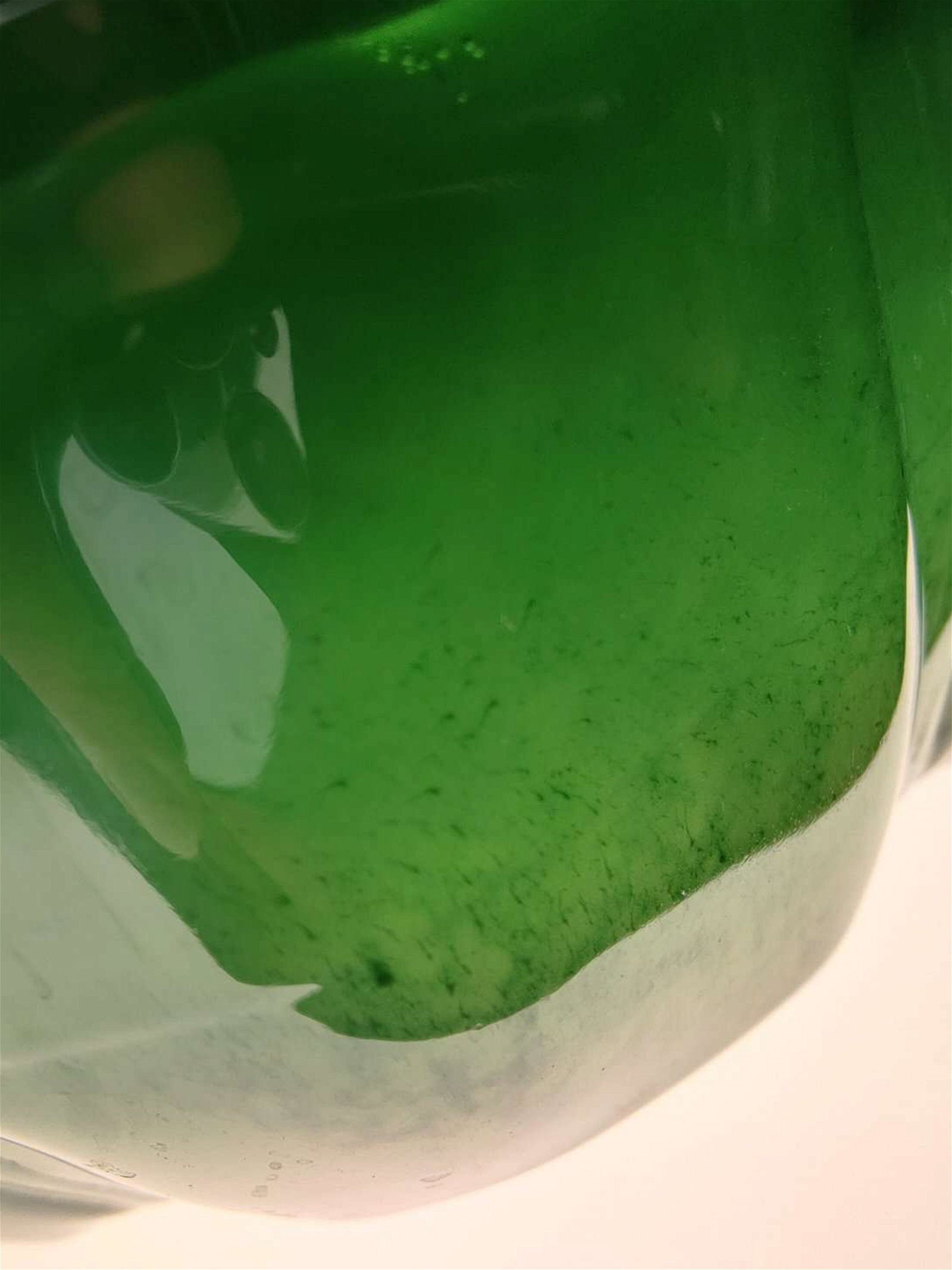 Im Plankton-Zuchtbehälter brodelt es
