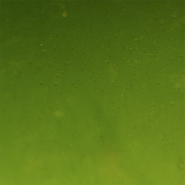 Plankton im Detail